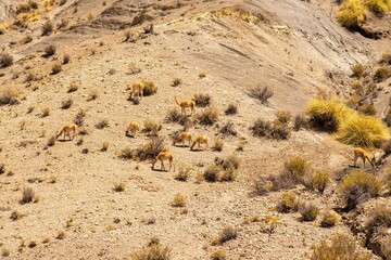 Vicunas, wild relatives of llamas, grazing in the fields of Jujuy, Argentina