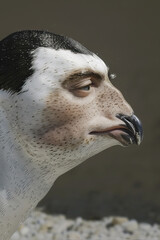 Imaginary penguin with human face and eyes, AI generated