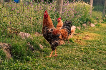 Closeup of a rooster in a park against blurred background
