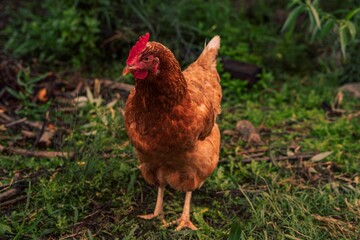 Closeup of a chicken in a park against blurred background