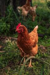 Vertical closeup of a chicken in a park against blurred background