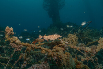 Torpedo sinuspersici On the seabed  in the Red Sea, Israel
