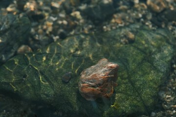 Top view of a cute frog resting on a rock underwater in a clear river