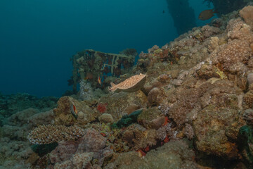 Torpedo sinuspersici On the seabed  in the Red Sea, Israel
