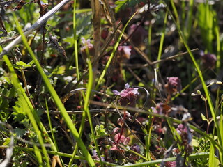 ヒメオドリコソウ