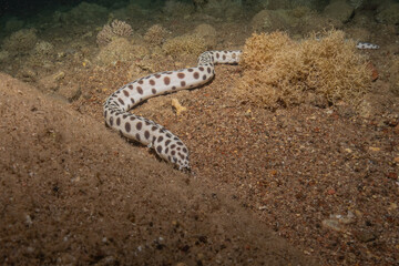 Moray eel Mooray lycodontis undulatus in the Red Sea, Eilat Israel
