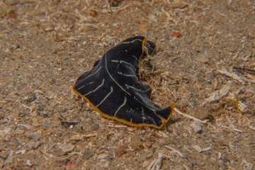 Sea Slug in the Red Sea Colorful and beautiful, Eilat Israel
