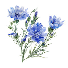 Cichorium intybus watercolor illustration, herb, plant, flower - obrazy, fototapety, plakaty