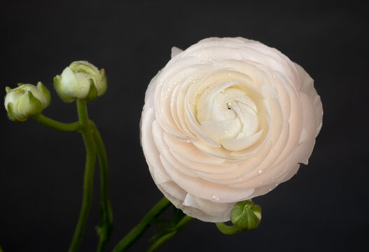 Close up ranunculus flowers on a black background. Low key photo. Extreme Flower Close-up.