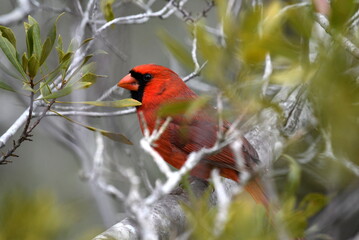 A close-up shot of a bright red cardinal sitting in the tree branches