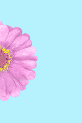 Pink flower on blue background. Minimal natural concept.