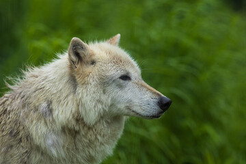 Arctic Wolf or Polar White Wolf, is a subspecies of the Gray Wolf, a mammal of the family Canidae. Arctic Wolves inhabit the Canadian Arctic, Alaska and Greenland.