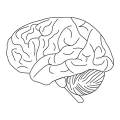 editable human brain silhouette, anatomical icon