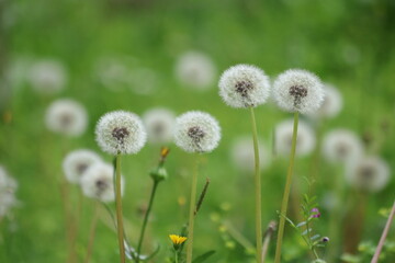 dandelions in a meadow in spring