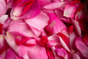 This captivating photo of rose petals is a visual poem of love and delicacy. The gradient of soft pinks to deep reds, coupled with meticulous composition, creates a mesmerizing symphony.