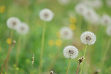 dandelions in a meadow in spring