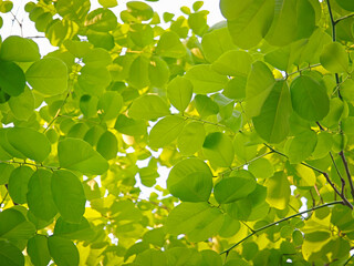 natural green leaf  for background
