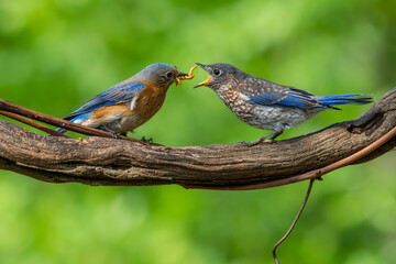 Bluebird feeding juvenile
