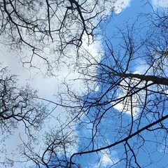 branches against blue sky