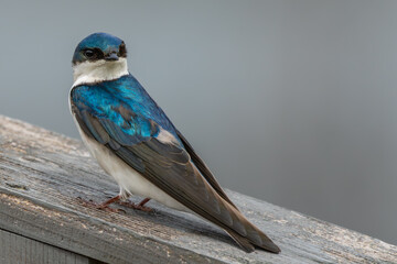 Tree Swallow perched on birdhouse