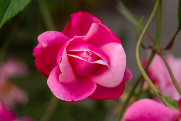 A stunning red rose flower photo showcasing timeless romance, velvety petals, and rich color, evoking passion and love in every bloom.