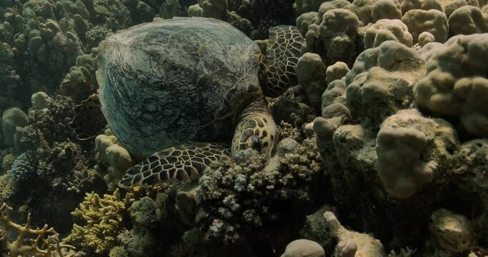 Hungry Hawksbill sea turtle on a coral reef eating