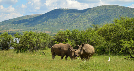 Dehorned White Rhinoceros in it's natural surrounding and landscape