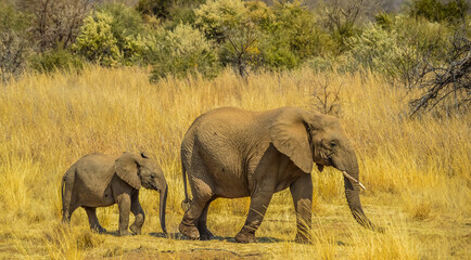Elephant mother and baby calf in Pilanesberg national parka