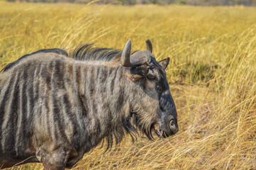 A blue wildebeest portrait during safari in South Africa
