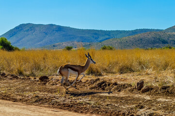 Springbok antelope ( Antidorcas marsupialis ) is national animal of South Africa taken in a game reserve during safari
