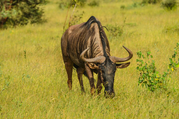 Blue wildebeest in Kruger national park South Africa