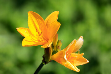 Hemerocallis lilioasphadelus or Yellow Daylily, also called Lemon lily, Flowers Close Up.