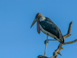 Marabou Stork in Kruger national park