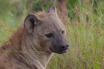 Spotted hyena side portrait in Kruger national park