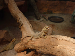 bearded dragon lizard lying in the branch in terrarium, walk in Frankfurt Zoological garden, founded in 1858 and second oldest zoo in Germany