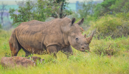 A cute male bull white Rhino in Kruger National Park