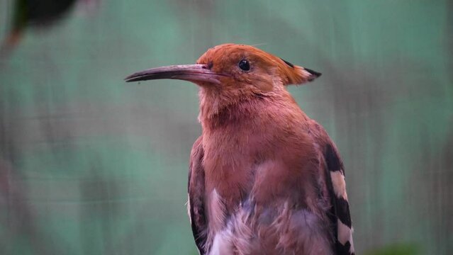 Close view of a hoopoes Bird on a tree branch and cleaning it self	