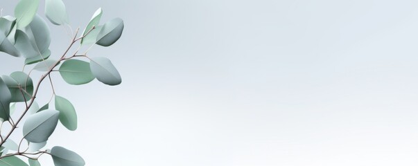 Eucalyptus branches on light  minimalistic background, banner wallpaper. Generative Ai.
