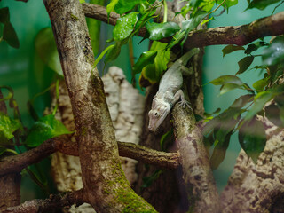 Obraz premium white lizard lying in the branch in terrarium. walk in Frankfurt Zoological garden, founded in 1858 and second oldest zoo in Germany