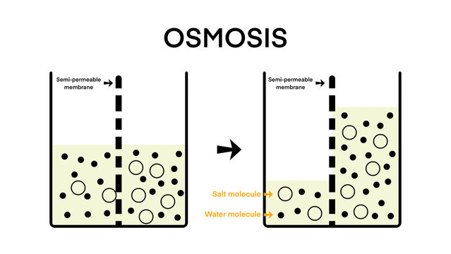 osmosis, Solvent passing through the semipermeable membrane from the less concentrated part to the more concentrated part, osmosis flow direction physics science education, solvent solute solution    