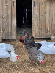 Chickens and Roosters in front of Vermont Barn - 774123263