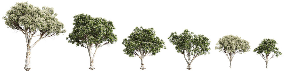 3d illustration of set Melaleuca linariifolia tree isolated on transparent background