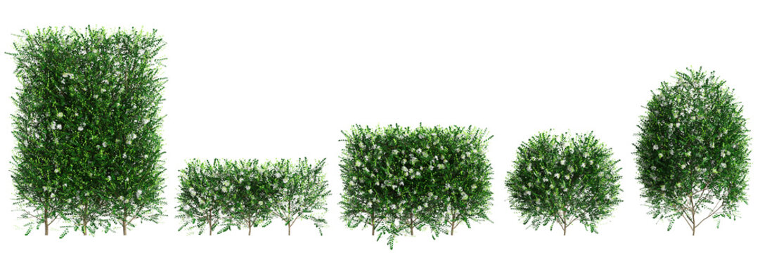 3d illustration of set Murraya paniculata bush isolated on transparent background