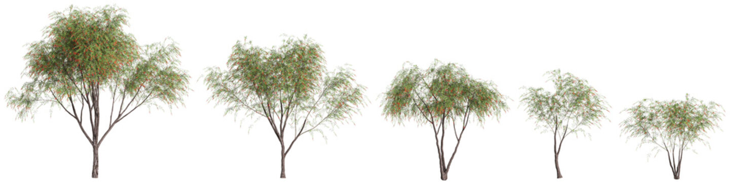 3d illustration of set Callistemon viminalis tree isolated on transparent background