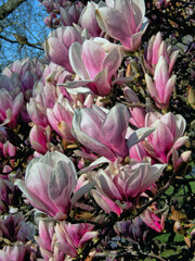 Magnolia tree in bloom in early spring - 774123489