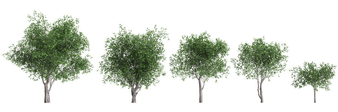 3d illustration of set Platanus acerifolia tree isolated on transparent background