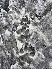 Paw prints in the snow - 774124043