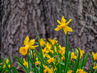 daffodis in spring, Central Park - 774124247