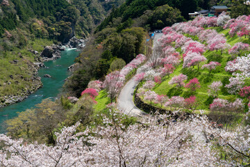 高知県仁淀川町引地橋の花桃