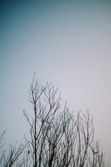 growing tree branches with a beautiful view of the clear sky and clouds